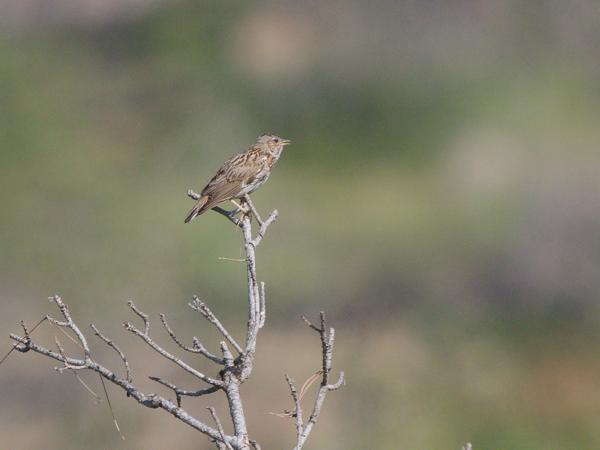 <h3>Calandrella&nbsp;brachydactyla / Greater&nbsp;short‑toed&nbsp;lark / Kortteenleeuwerik</h3>OM-1 Mark II met OLYMPUS M.150-400mm F4.5 TC, 1/2000 sec  bij F5.6, ISO 500, afstand 56.4&nbsp;m